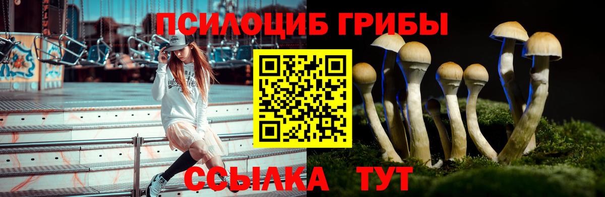 Псилоцибиновые грибы Psilocybine cubensis  Вход с VPN  Ленинск-Кузнецкий 